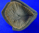 Original Soviet Russian Russia USSR WW2 Infantry Winter Hat Budenovka